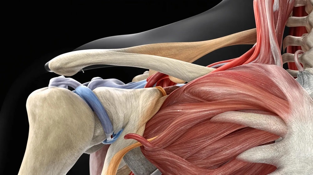 clavicule